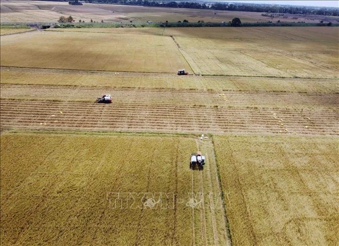 Ảnh minh họa: TTXVN