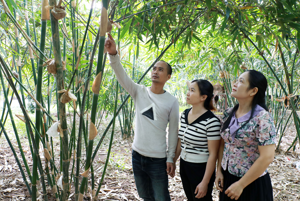 Cán bộ Phòng Văn hóa – Xã hội xã Nhã Nam tham quan mô hình trồng măng Lục trúc của gia đình anh Tú.