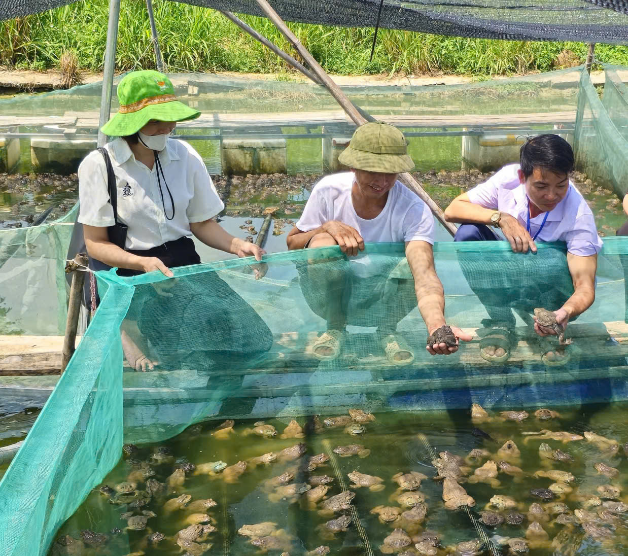 Anh Nguyễn Văn An ở thôn Chợ (giữa) làm chủ  mô hình nuôi ếch trong lồng cho hiệu quả kinh tế cao.