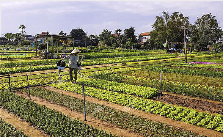 Nông dân làng rau Trà Quế tất bật sản xuất vụ rau Tết. Ảnh: TTXVN phát