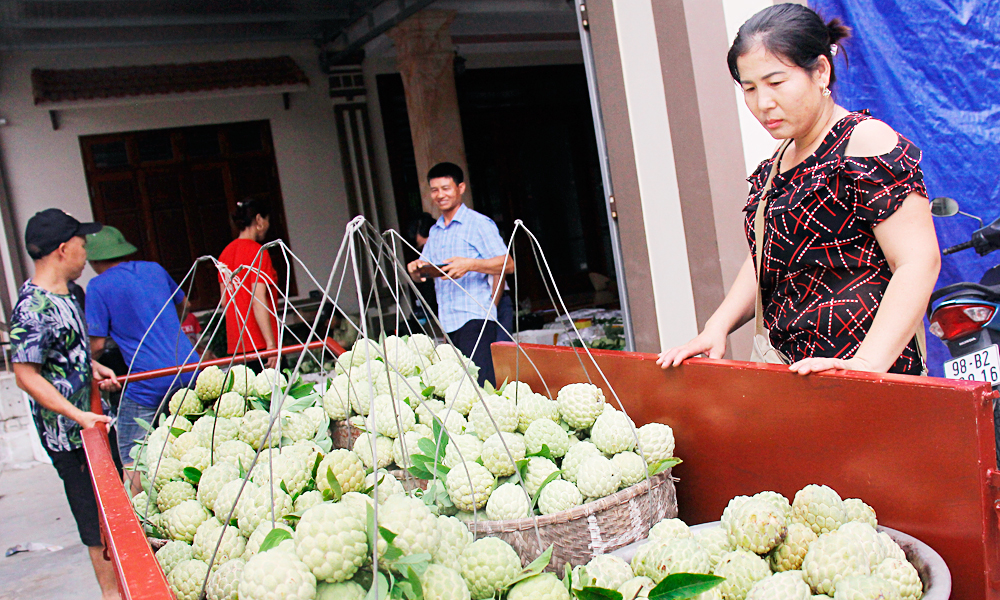 Sản phẩm na dai Lục Nam đạt tiêu chuẩn OCOP 3 sao.