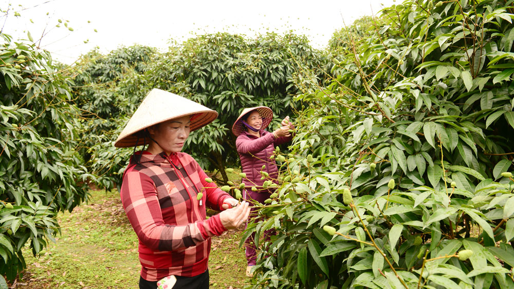 Nông dân thôn Lân Thịnh, xã Phúc Hoà (Tân Yên) chăm sóc vải sớm.