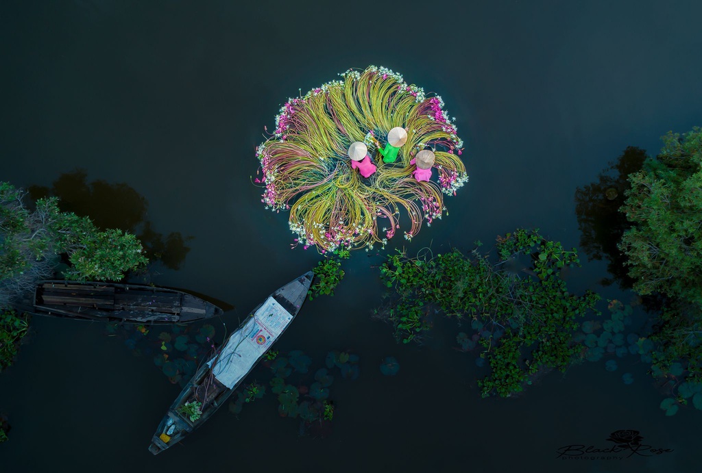 Khung cảnh bình yên trên một con sông cạnh chợ Tân An (Long An), nơi người lao động đang rửa hoa súng để đem bán.