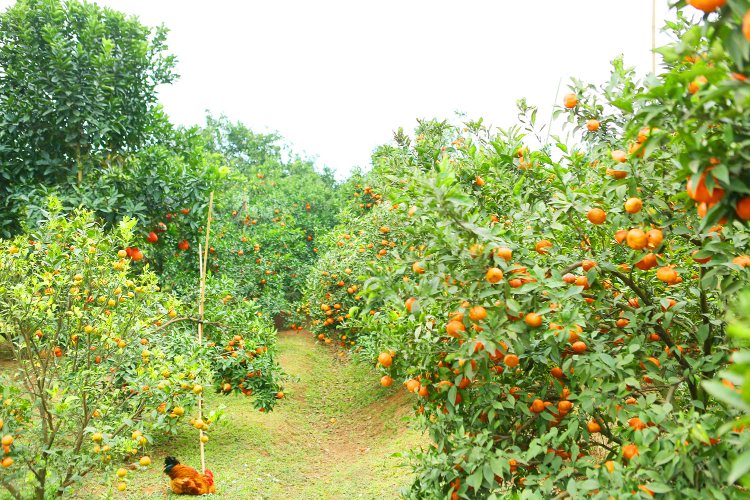 Điểm du lịch sinh thái Hoa Quả Sơn thuộc thôn Xẻ Cũ, xã Thanh Hải, huyện Lục Ngạn (Bắc Giang)