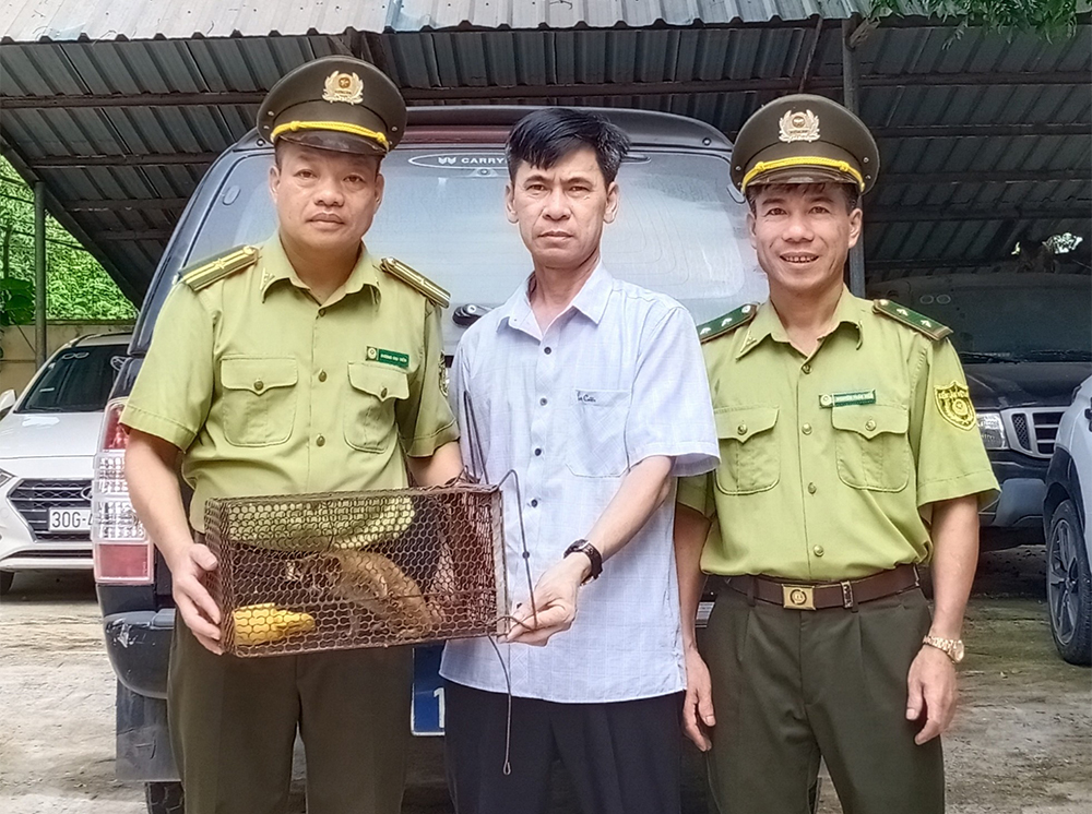 Hạt Kiểm lâm Tân Việt Hòa tiếp nhận cá thể cu li do người dân giao nộp.