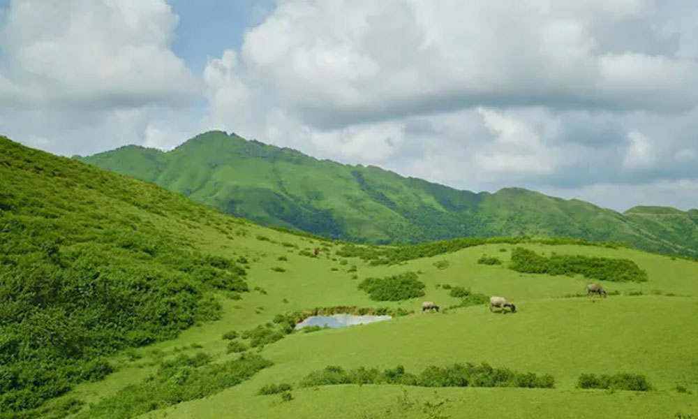Thảo nguyên xanh mát thuộc địa phận thôn Đảng (xã Sa Lý, huyện Lục Ngạn).
