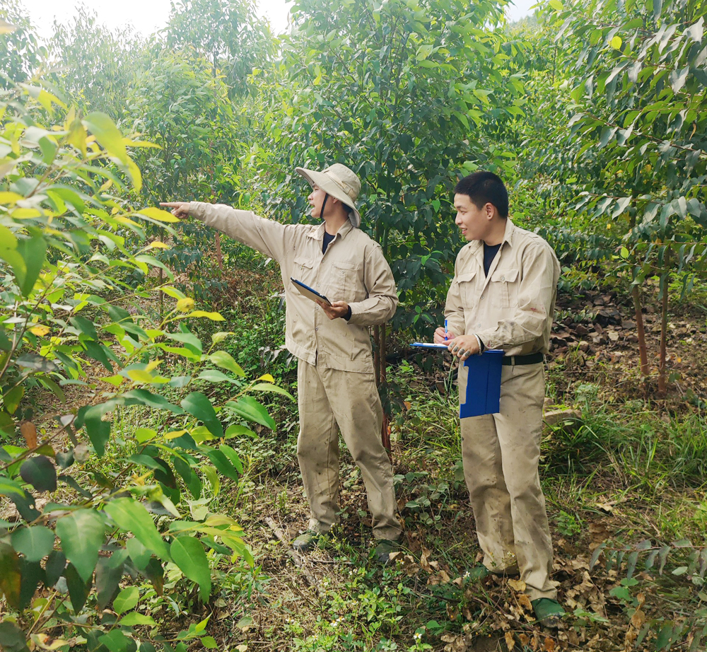 Nhân viên Công ty TNHH Sản xuất Dương Linh khảo sát lập hồ sơ hỗ trợ cấp chứng chỉ FSC cho rừng sản xuất của các nhóm hộ tại huyện Lục Nam.