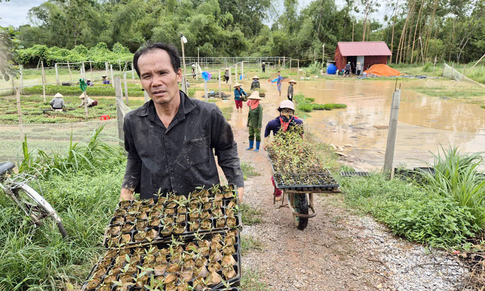 Người dân thị trấn Bố Hạ (Yên Thế) di chuyển cây giống lâm nghiệp đến nơi an toàn.