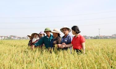 Cán bộ Trung tâm Khuyến nông tỉnh cùng nông dân thôn Trung Hòa, xã Mai Trung thăm mô hình sản xuất lúa nếp cái hoa vàng.