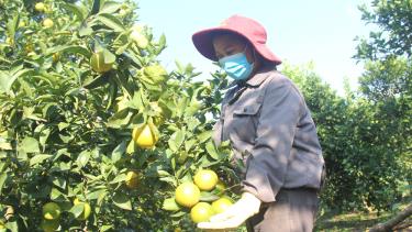 Vườn cam tại thôn Cống, xã Kiên Lao (Lục Ngạn) chuẩn bị cho thu hoạch.