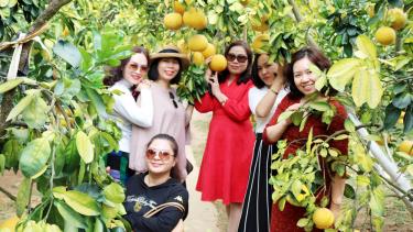 Du khách tham quan vườn bưởi tại xã Thanh Hải.