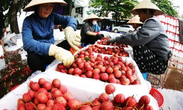 Đóng gói vải thiều xuất khẩu ở vùng sản xuất vải thiều Lục Ngạn, tỉnh Bắc Ninh.