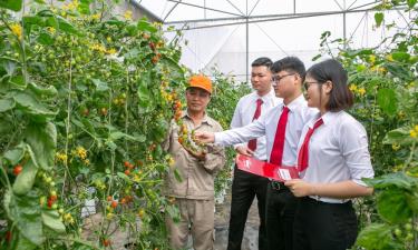 Cán bộ Agribank chi nhánh Bắc Ninh giới thiệu dịch vụ thanh toán điện tử cho trang trại sản xuất rau sạch của gia đình chị Nguyễn Thị Trâm.