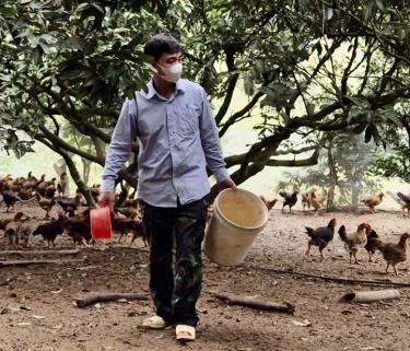 Anh Nguyễn Văn Chính chăm sóc đàn gà thương phẩm.