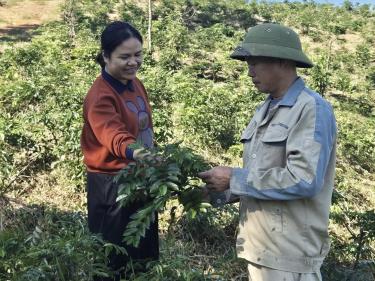 Ba kích đang sinh trưởng phát triển tốt.