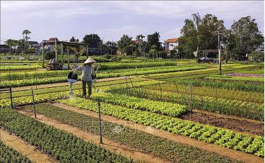 Nông dân làng rau Trà Quế tất bật sản xuất vụ rau Tết. Ảnh: TTXVN phát