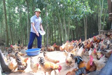 Sản phẩm trứng gà Lục Đinh (gà 6 ngón) của HTX Phú Cường đạt OCOP 3 sao. Ảnh Anh Vi Văn Giới (SN 1990), dân tộc Tày, ở thôn Nà Vàng, xã Vân Sơn (Sơn Động) chăm sóc đàn gà 6 ngón.