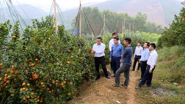 Thẩm định mô hình sản xuất nông nghiệp chất lượng cao tại huyện Lục Ngạn