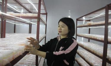 Đông trùng hạ thảo ADENCO được sản xuất trong phòng lạnh.