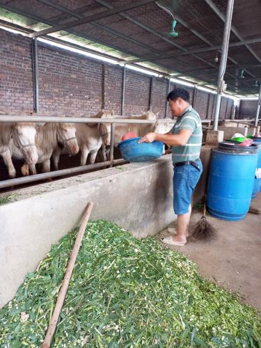 Anh Ngô Xuân Văn đang chăm sóc đàn ngựa bạch tại trang trại của gia đình ở thôn Nội Xuân, xã Mai Trung, huyện Hiệp Hòa (Bắc Giang).
