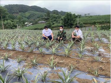 Cán bộ nông nghiệp kiểm tra mô hình trồng dứa của người dân tại xã Dồm Cang, huyện Sốp Cộp, tỉnh Sơn La. Ảnh minh họa: Hữu Quyết/TTXVN