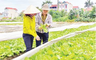 Chăm sóc rau vụ đông ở xã Vân Nội, huyện Đông Anh, Hà Nội. Ảnh: Sơn Hà