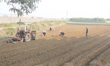 Nông dân xã Tiến Dũng làm đất chuẩn bị trồng rau màu.