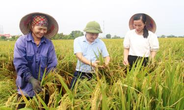 Cán bộ Phòng Nông nghiệp và PTNT huyện Hiệp Hòa hướng dẫn người dân chăm sóc lúa sau mưa bão